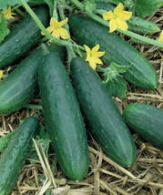 Spacemaster Cucumber Seeds 60+ Ct Vegetable Garden Ct  From US - £5.68 GBP