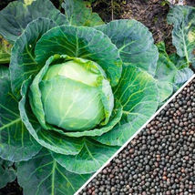 500 SEEDS Cabbage - £8.81 GBP
