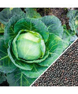 500 SEEDS Cabbage - $11.00
