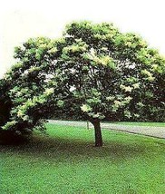 6 Pcs Japanese Tree Lilac Seeds #MNHG - £14.54 GBP