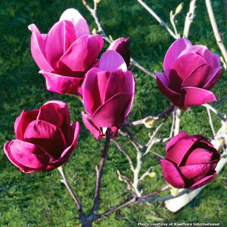 15+ seeds Magnolia hybrid  house plant  garden flowers - $11.39