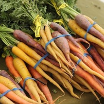 Rainbow Mix Carrot Naturally Grown Fresh Gardening - $16.36