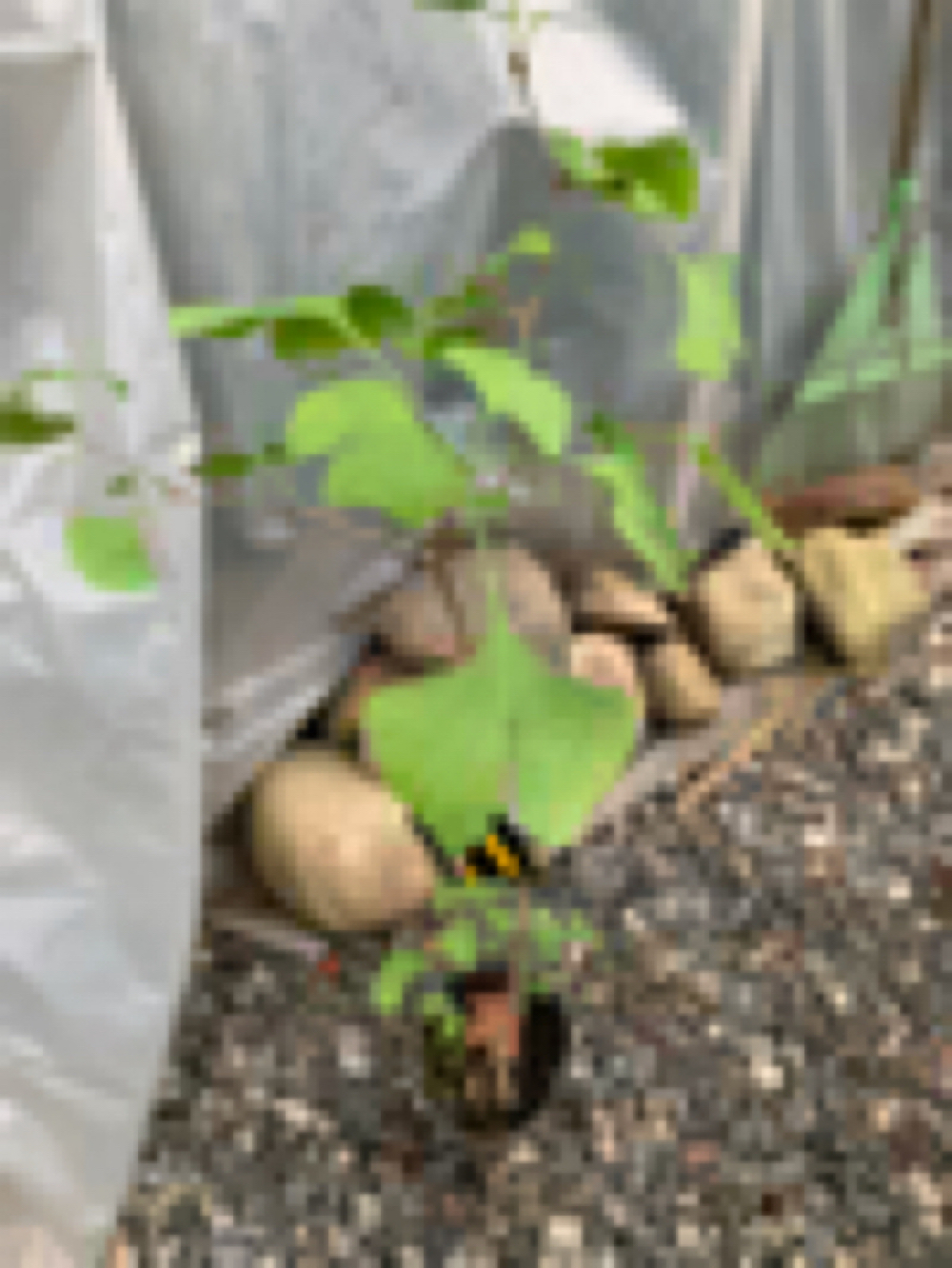 Ginkgo #11, exact plant, 3 years old. Shipped with roots wrapped. No soil.e - $49.00