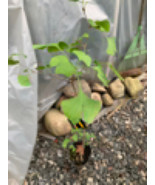 Ginkgo #11, exact plant, 3 years old. Shipped with roots wrapped. No soil.e - $67.01 CAD
