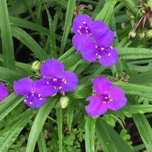 Spiderwort 50 Bare Root Plants Tradescantia Rhizome Day lily Perennial Purple - £27.95 GBP