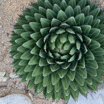 USA SELLER New Agave victoriae reginae Queen Victoria Agave 15 seeds stunning fo - £16.42 GBP