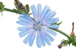 1000 Chicory Seeds Blue Dandelion Perennial Herb &amp; Coffee Subst. Gardening Fresh - $5.60