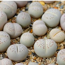 Dinteranthus Vanzylii PV644 Seeds (10 pack) - Start Your Own Succulent Collectio - £7.61 GBP