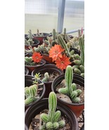Echinopsis Chamaecereus &#39;Peanut Cactus&#39; Rooted 2&quot; Pot - $13.61 CAD
