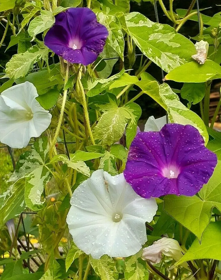 35 Seeds Morning Glory Seed mix  - £9.99 GBP