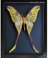 Comet Moon Moth Giant Argema Mittrei Madagascar Framed Entomology Shadowbox - $197.92 CAD