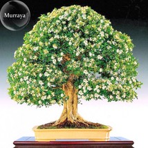 Murraya Paniculata Orange Jasmine Seeds 20 Seeds Fragrant Shrub Bonsai Available - $10.78