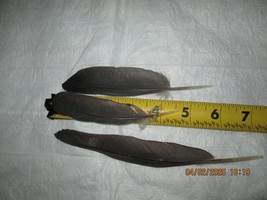 Natural Molt 3 African Grey Timneh Parrot Feathers 5 To 7 Inches Long - £11.23 GBP
