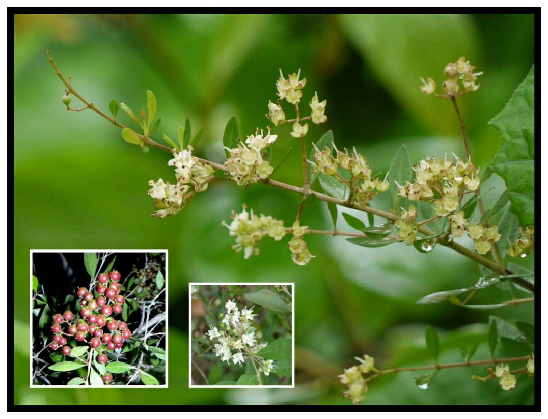 Henna Plant Seeds ~Lawsonia inermis~ Indian Mehandi ~ Natural Dye Plant ... - $2.95