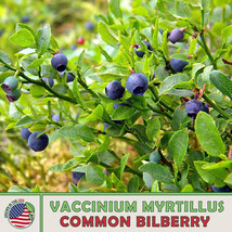 200 Common Bilberry Seeds Vaccinium Myrtillus European Blueberry New Fresh Seeds - £4.78 GBP