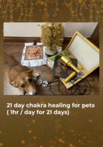 21 days Pet chakra healing (1hr/day for 21 days) - £11.78 GBP