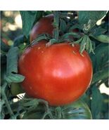 Fresh 25 Bonnie Best Tomato Seeds - $170.23 MXN