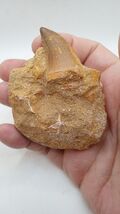Mosasaur Tooth in Stone -  Cool Specimen ~60 Million yrs old - free ship... - €21,60 EUR