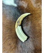 Warthog Tusk- 1 Real pig tusk - 1 pig tooth - 1 African Wild Pig Tooth N... - $923.60 MXN