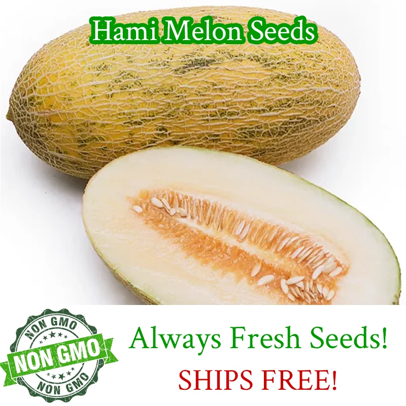 Chinese Hami Melon, 20 Seeds Non-GMO Garden Seeds - $3.87