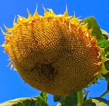 Mongolian Giant Sunflower Seeds 10 Seeds Nongmo 4 Get From US - £6.62 GBP