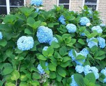 All Summer Beauty Blue Hydrangea - Live Plant - 2yo+ Large fully rooted ... - $17.95