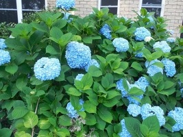 All Summer Beauty Blue Hydrangea - Live Plant - 2yo+ Large fully rooted ... - £14.10 GBP