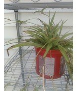 3 spider plants Solid Green Home Yard Garden Indoor House Plant Purify  - $2.00