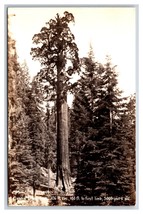 RPPC General Grant Tree King&#39;s Canyon National ParkCalifornia CA UNP Postcard Z9 - $4.90