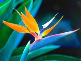 10+ Strelitzia Reginae Bird Of Paradise Flower Seeds - $14.27