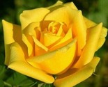 10 Bright Yellow Rose Seeds Flower Bush Perennial Shrub Flowers - £4.69 GBP