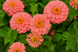 Magellan salmon zinnia thumb200