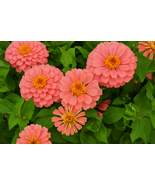 100 Magellan Salmon Zinnia Seeds, Large Coral Blooms, Easy-Grow - $12.99