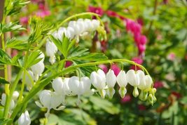 Dicentra spectabilis alba bleeding heart 780x520 thumb200