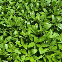 Egyptian Spinach Molokhia Seeds Organic Gardening Fresh USA Shipping - $9.26