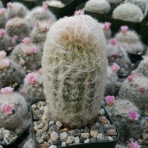 Cacti Espostoa melanostele cactus Succulent real live plant - £27.89 GBP