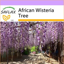 SAFLAX  - African Wisteria Tree - Bolusanthus - 15 seeds  - £3.52 GBP