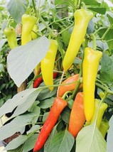 BStore Hungarian Sweet Wax Pepper Seeds Heirloom Non Gmo Fresh Harvest - £6.73 GBP
