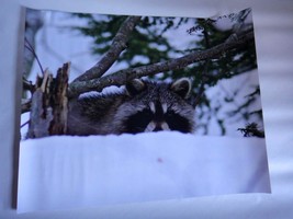 Adorable raccoon peeking above the snow 16x20 unframed photo - $38.00