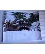 Adorable raccoon peeking above the snow 16x20 unframed photo - £67.14 GBP