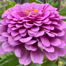 Lavender Zinnia Seeds Pollinator Light Purple Magenta Pink Giant Zinnias... - $7.90