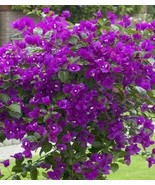 Purple Bougainvillea Live Plant Paper Flower 5 To 7 Inches Tall In 4 Inc... - €18,18 EUR
