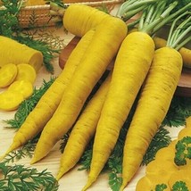 Solar Yellow Carrot 100, 300, 1000, 2000 Seeds Heirloom colorful Beautif... - £1.41 GBP+