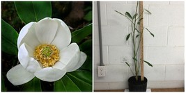 Sweetbay Magnolia - 18-20" Tall LivePlant, Gallon Pot, Magnolia virginiana - H03 - $89.99