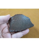 DF303-11 Fossil REAL 2-3/4&quot; DINOSAUR Bone Slice Jurassic Dino love dinos... - $19.62