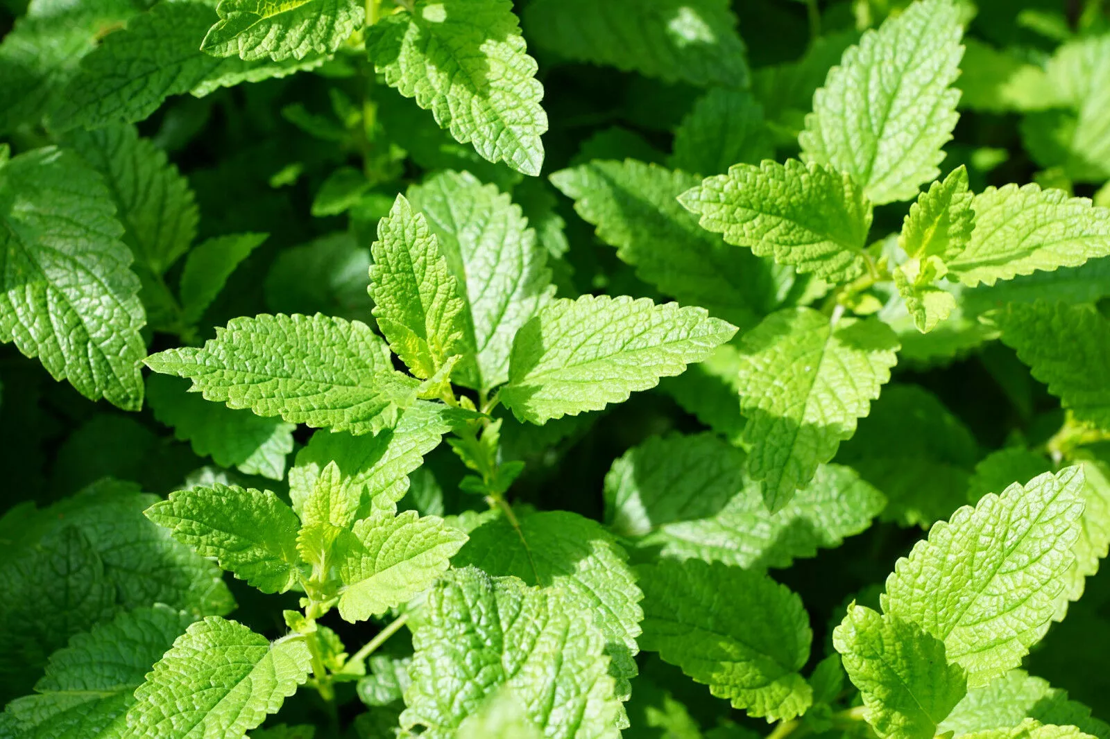 Spearmint Mint 100 Seeds Non GMO Organic Plant Seed Home Herb Flower Garden - £9.07 GBP