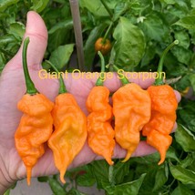 Giant Orange Scorpion Pepper Seeds Fast Ship Fresh Seeds USA SELLER - $11.50