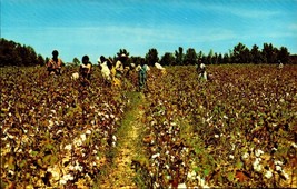 Postcard - Cotton Pickin Time In The Deep SOUTH-BK48 - £2.37 GBP