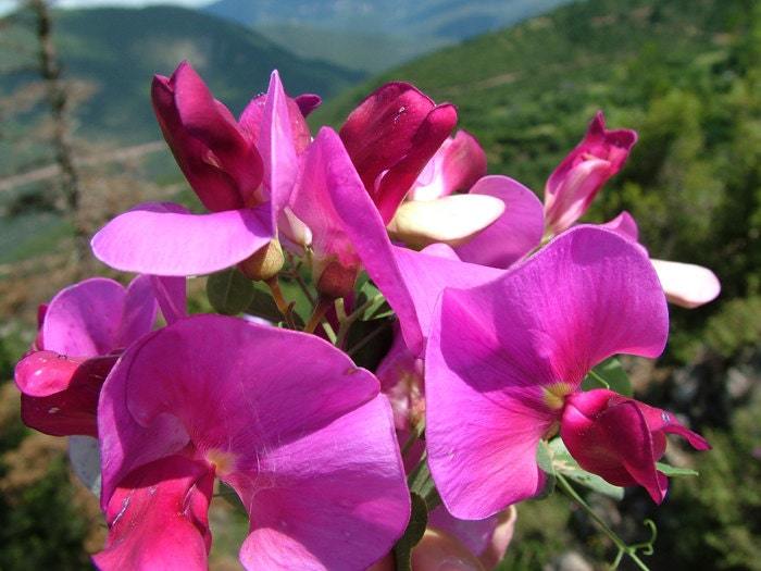 Lathyrus odoratus nano seeds,code 048, sweet pea seeds, gardening,flower seeds Item image 2