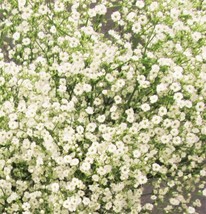 FROM USA  Elegant Baby&#39;s Breath Seeds | Gypsophila Elegans Annual Showy ... - £4.47 GBP